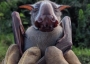 Adult male hammerhead bat.