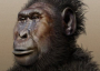 Paranthropus Boisei