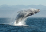 Humpback whale