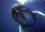 A humpback whale underwater.