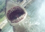 Jaws