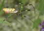 Joro-spider