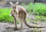 Kangaroo