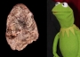 Kermit fossil.