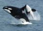 Killer whales