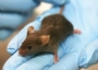 Lab mouse.