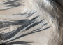 Mars streaks