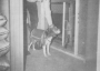 MKUltra dog