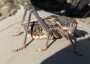 Mormon cricket