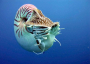 Nautilus