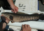 Snakehead