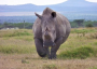 Northern White Rhino