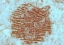 Oldest human fingerprint