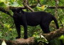 Panther