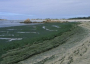 Seaweed