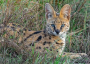 Serval