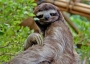 Sloth
