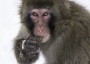 A Japanese snow monkey.