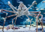 Spider crab