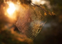 Spider web