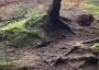 Storm Babet lifting the forest floor in Scotland.