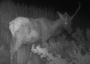 Young male elk with one horn.