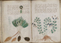Voynich Manuscript