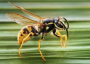 Wasp