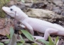 A newborn white leucistic alligator at Gatorland Orlando.