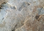 Ancient human footprints at White Sands National Park.