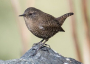 Wren