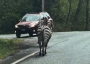 Zebra on the loose.
