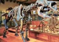 Diprotodon skeleton at the National Museum of Natural History in Paris.