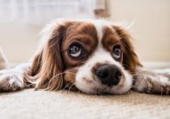 Cute dog lying down.