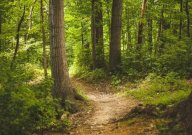 Forest path.