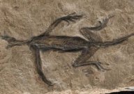 Lizard fossil.