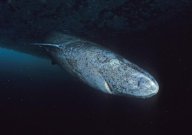 Greenland Shark