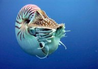 Nautilus