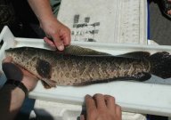 Snakehead